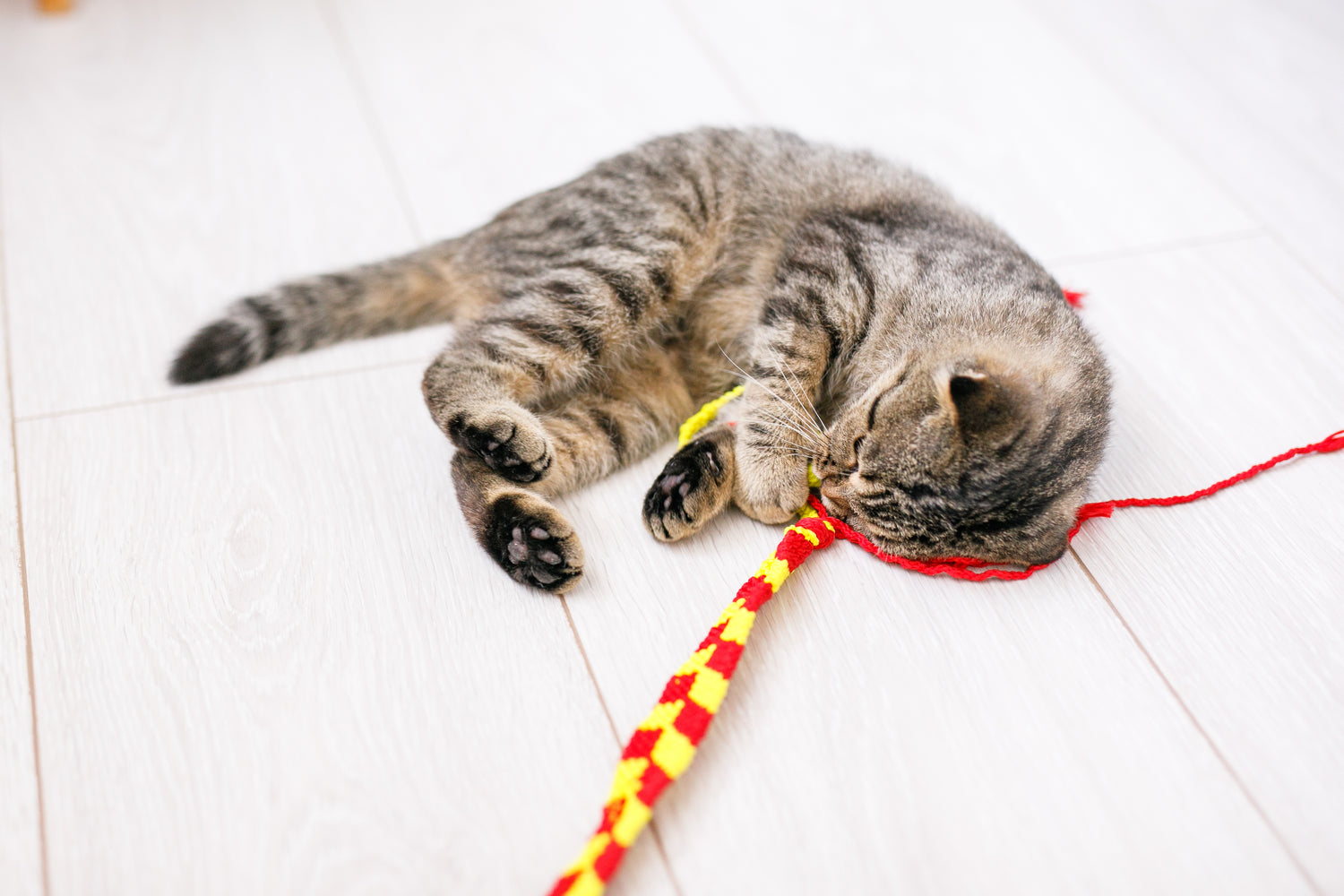 Door te investeren in speeltjes voor onze harige vriendjes, kunnen we ervoor zorgen dat ze gelukkig en gezond blijven.