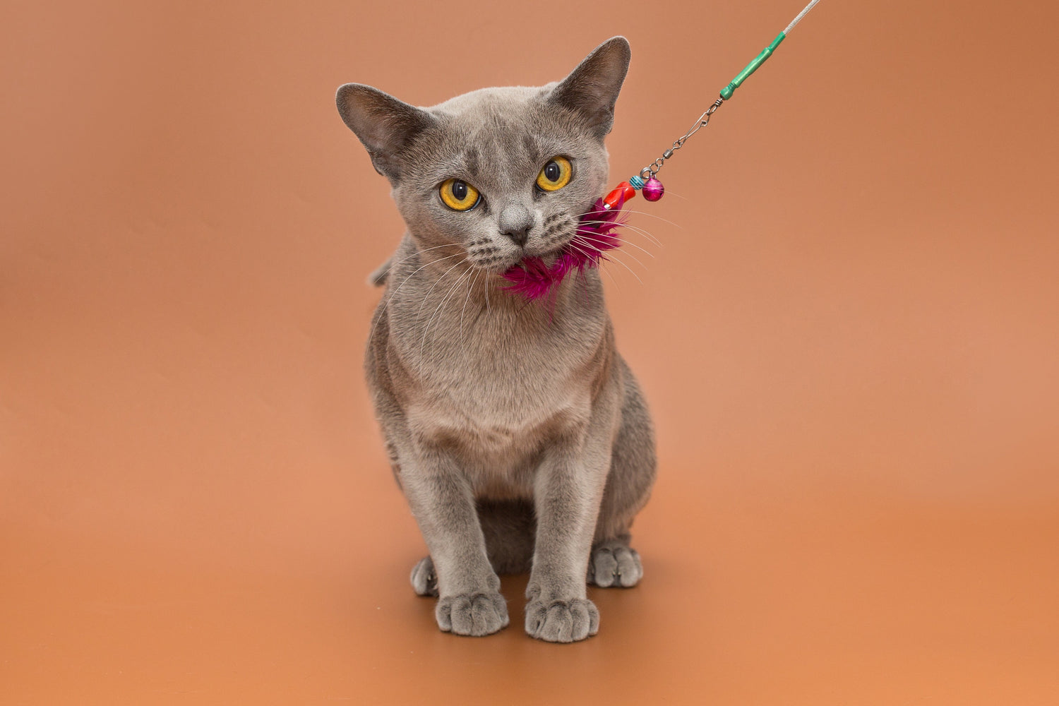 Leer waarom kattenspeeltjes essentieel zijn voor de gezondheid en het welzijn van je kat