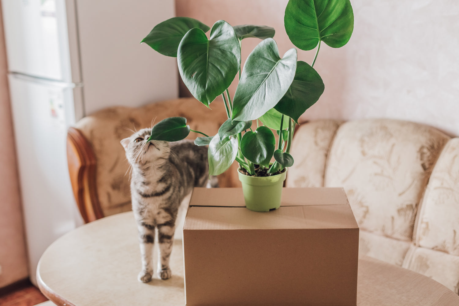 Ontdek welke planten veilig zijn voor je kat, zoals kattenkruid en peterselie, en welke je beter kunt vermijden, zoals lelies en cyclamen.