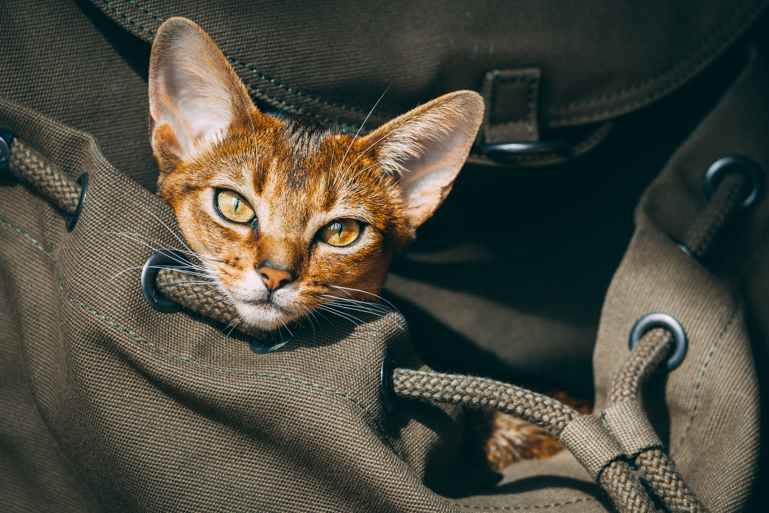 Deze blog biedt nuttige tips voor kattenliefhebbers die hun kat willen meenemen op vakantie. Van het voorbereiden van je kat op het reizen, tot het comfortabel houden van je kat tijdens de reis en op een nieuwe locatie