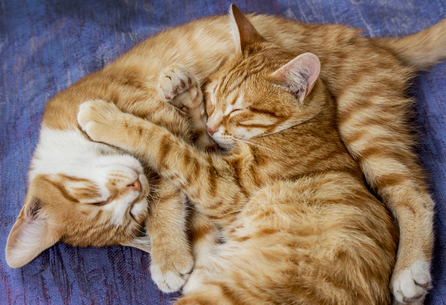 Het is belangrijk om speeltjes te kiezen die aansluiten bij de individuele behoeften en voorkeuren van elke kat om ze gezond, gelukkig en actief te houden.