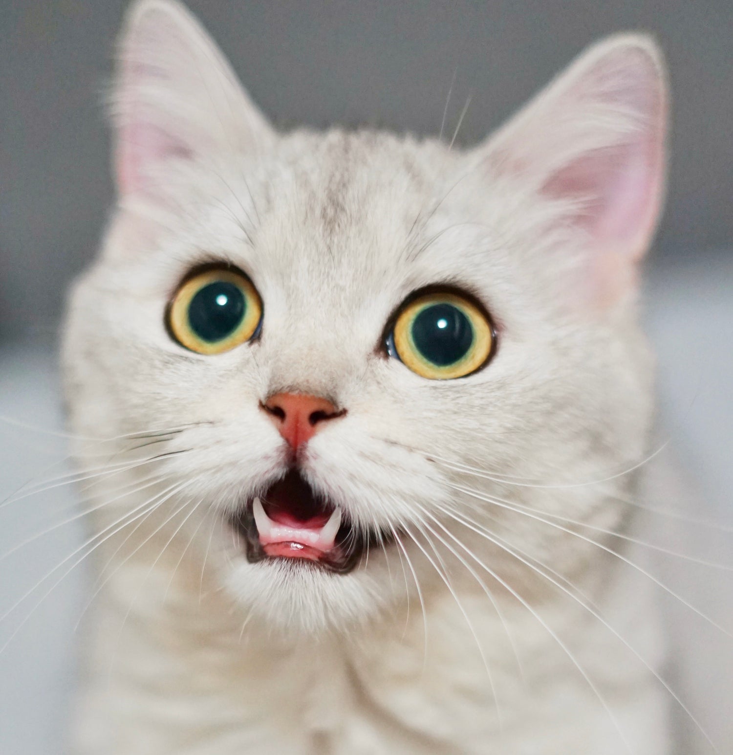 en goede mondhygiëne bij katten draagt niet alleen bij aan het voorkomen van tandproblemen, maar ook aan een betere algehele gezondheid. Om gebitsproblemen bij je kat te herkennen worden enkele symptomen genoemd.