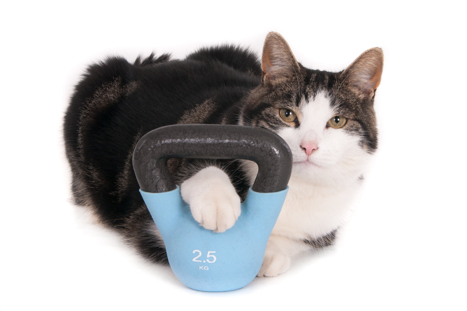 Overgewicht bij katten kan leiden tot gezondheidsproblemen zoals diabetes en hart- en vaatziekten. Gelukkig zijn er verschillende manieren om overgewicht bij katten te verminderen, waaronder het gebruik van kattenspeeltjes.