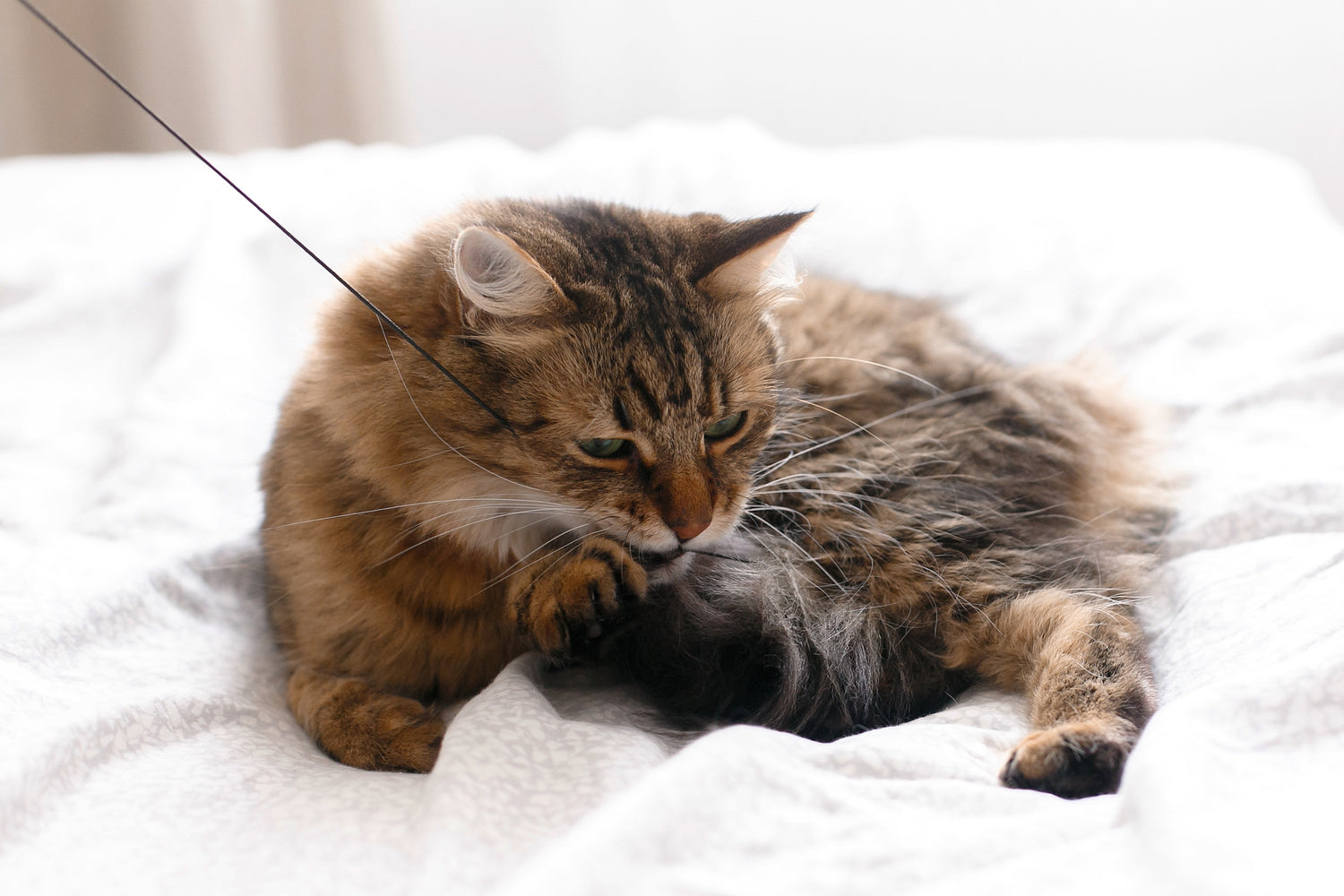 Door interactief kattenspeelgoed, krabpalen en kattentunnels te gebruiken, kun je de fysieke en mentale stimulatie van je kat vergroten en tegelijkertijd de band tussen jullie beiden versterken.