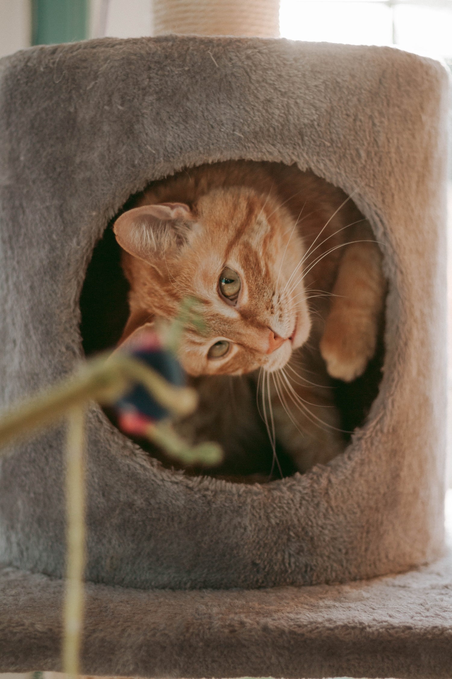 Door te spelen met je kat versterk je de band tussen jou en je harige vriendje en bied je hem of haar de nodige stimulatie en beweging. Ontdek in deze blog het ideale speeltje voor jouw kat!