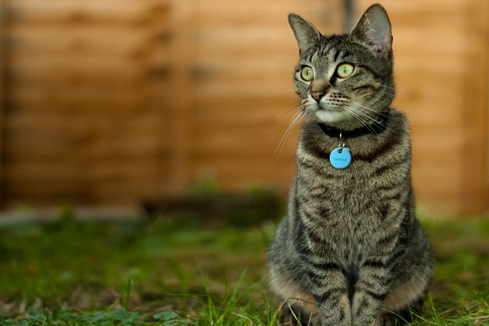 De top 10 beste GPS-trackers voor katten in 2023