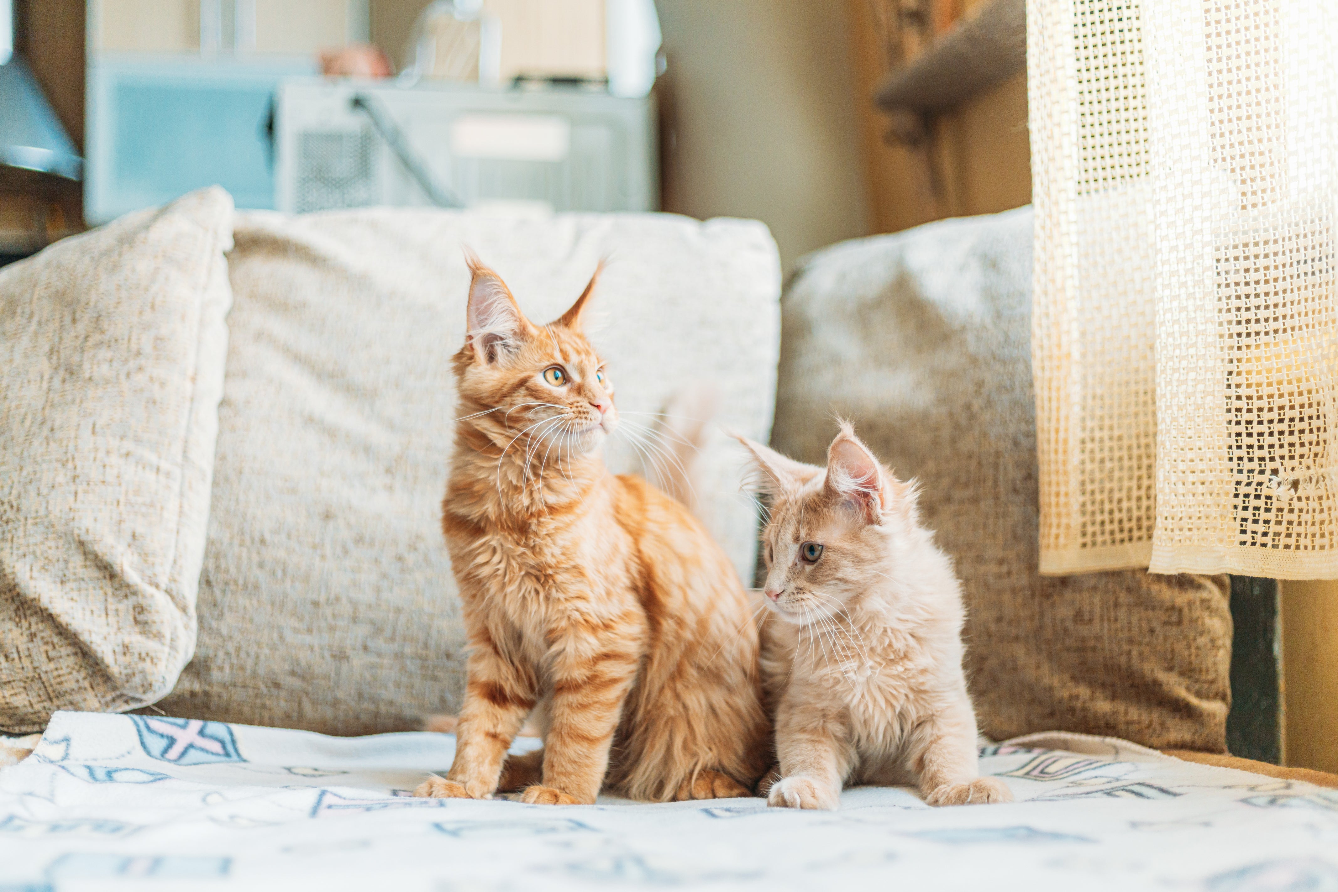 Kies voor milieuvriendelijke kattenbakvulling en accessoires, en leer je kat om verantwoordelijk te zijn tijdens het buitenleven. Als kattenliefhebber kun je bijdragen aan een betere wereld door bewuste keuzes te maken.